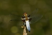 Male Broad-bodied Chaser, Libellula depressa (L.)