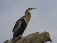 anhinga Anhinga anhinga Also known as American darter, darter, snakebird, water turkey