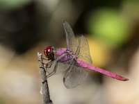 Tropical King Skimmer Orthemis sp. 