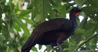 crested guan Penelope purpurascens 