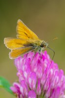 Small Skipper Thymelicus sylvestris