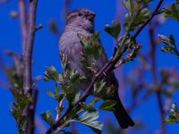 female house sparrow Passer domesticus