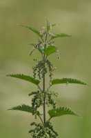 Nettle