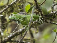 green iguana Iguana iguana 