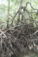 mangroves