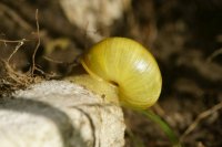Snail