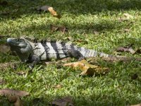 black spiny-tailed iguana Ctenosaura similis 