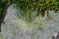 Baeomyces rufus detail showing "brown berets" or apothecia (bowl-shaped fruiting bodies)