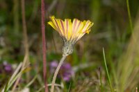 Mouse-ear hawkweed Pilosella officinarum