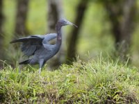 little blue heron Egretta caerulea 