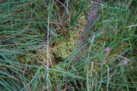 Sphagnum fallax with some Sphagnum palustre