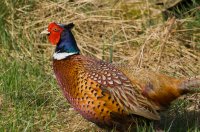 Pheasant