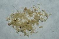 spraint sample 3