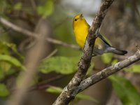 prothonotary warbler Protonotaria citrea 