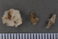 spraint sample 119