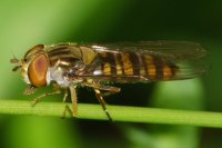 Marmalade Hoverfly Episyrphus balteatus