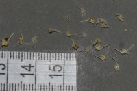 spraint sample 119