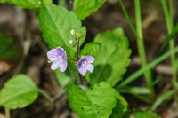 Wood Speedwell Veronica montana