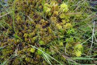 Sphagnum denticulatum