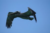 Brown pelican in flight