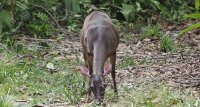 Central American red brocket Mazama temama 