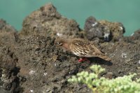 Galapagos Dove