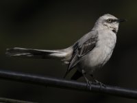 tropical mockingbird Mimus gilvus 