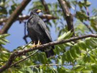 common black hawk Buteogallus anthracinus 