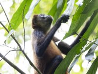 Geoffroy's spider monkey Ateles geoffroyi 