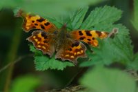 Comma Polygonia c-album