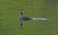 Great Crested Grebe