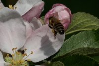 honey bee Apis mellifera