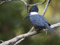 ringed kingfisher Megaceryle torquata 