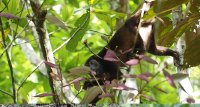 mantled howler Alouatta palliata 