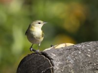 Philadelphia vireo Vireo philadelphicus 