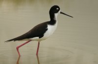 Ae'o or Hawaiian black-necked stilt 