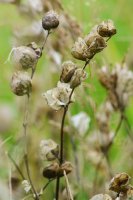 Yellow Rattle Rhinanthus minor