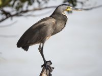 bare-throated tiger heron Tigrisoma mexicanum 