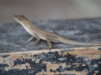 slender anole Anolis limifrons 