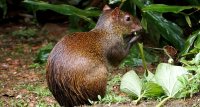 Central American agouti Dasyprocta punctata 