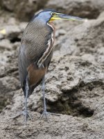 bare-throated tiger heron Tigrisoma mexicanum 