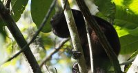 mantled howler Alouatta palliata 