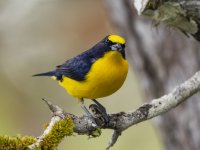 thick-billed euphonia Euphonia laniirostris 