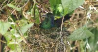 lesser violetear Colibri cyanotus cabanidis 