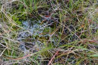 Sphagnum cuspidatum