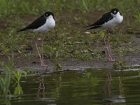 black-necked stilt Himantopus mexicanus 