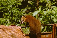 Coati raiding trailer