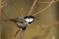 Coal Tit