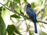 black-headed trogon Trogon melanocephalus 