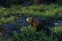 Land iguana